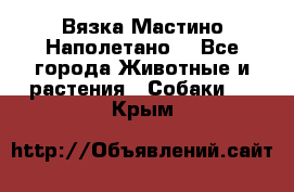 Вязка Мастино Наполетано  - Все города Животные и растения » Собаки   . Крым